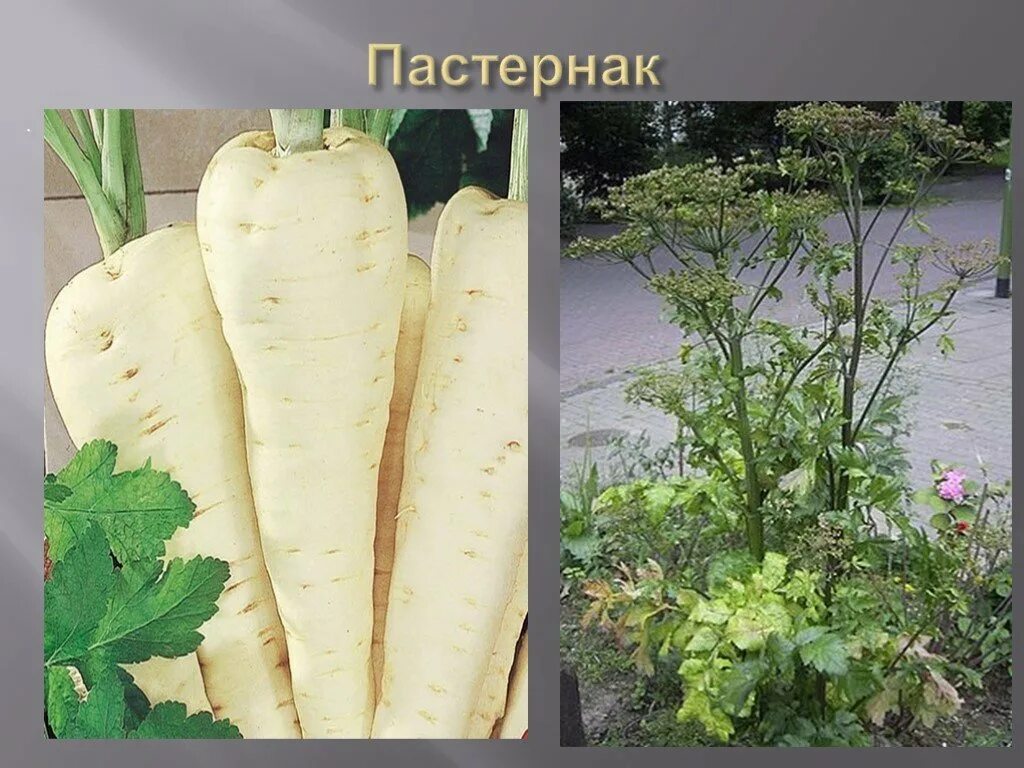 Овощ пастернак фото описание Пастернак плод