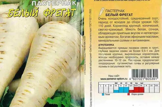 Овощ пастернак фото описание Пастернак польза и вред для организма: найдено 83 изображений