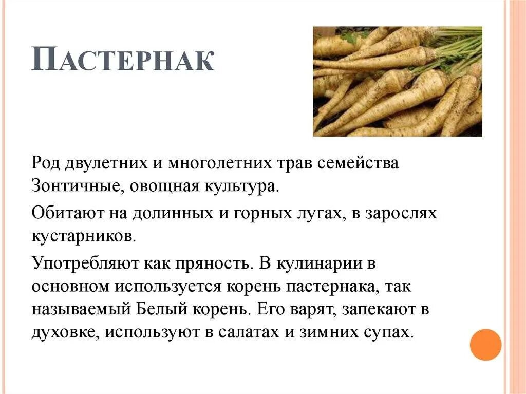 Овощ пастернак фото описание Пастернак для мужчин: найдено 85 изображений