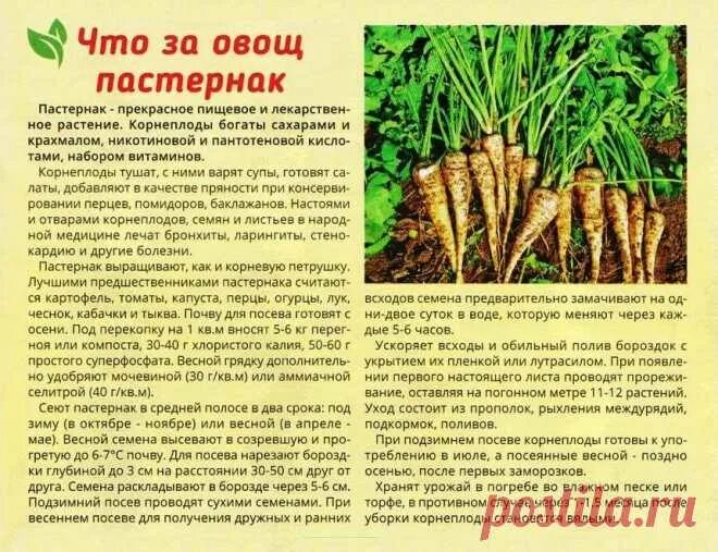 Овощ пастернак фото описание Что за овощ пастернак ДАЧА: ОВОЩИ (корнеплоды) Постила