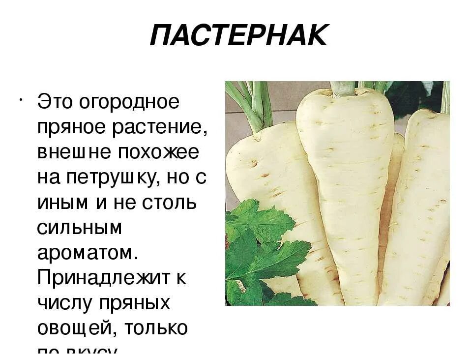 Овощ пастернак фото описание Пастернак еда eCookie.ru