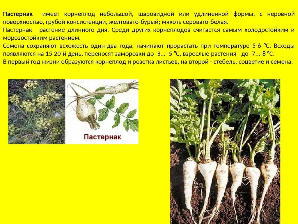 Овощ пастернак фото описание Пастернак польза и вред для организма: найдено 83 изображений
