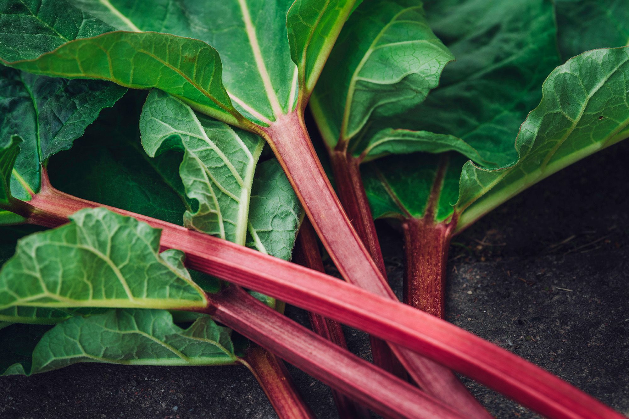 Овощ ревень фото 8 Tips for Harvesting Rhubarb