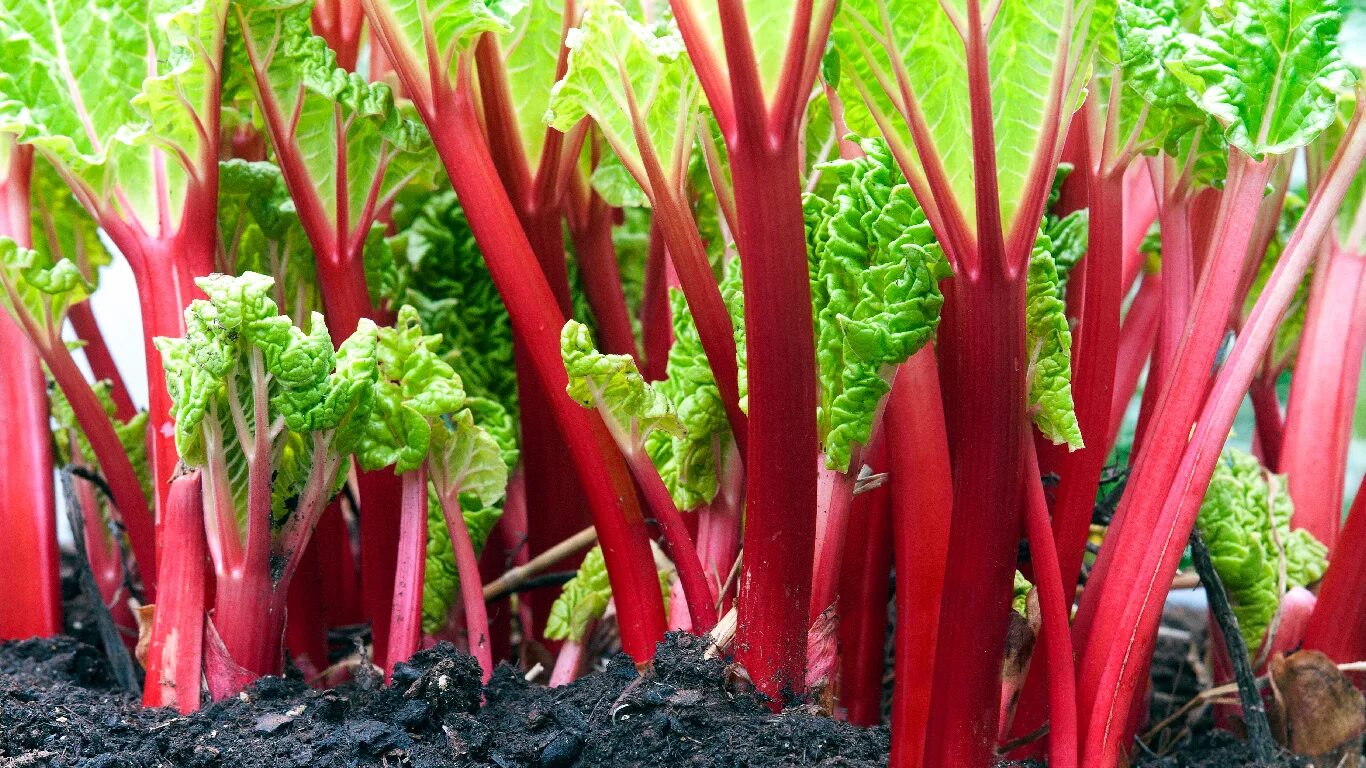 Овощ ревень фото Rhubarb: A traditional medicinal vegetable now often paired with fruit - Statist