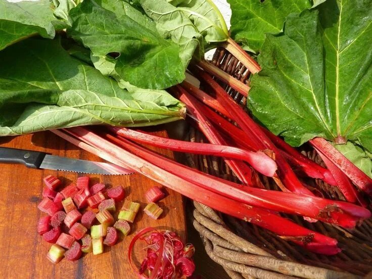Овощ ревень фото Ревень - вкусные черешки, целебный корень Rhabarber, Rhabarbersirup, Rhabarber d