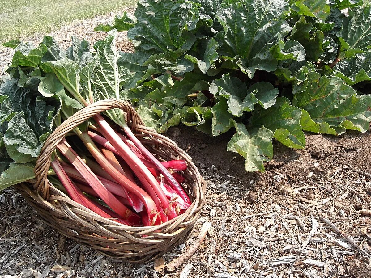 Овощ ревень фото Файл:Crimson Red Rhubarb.JPG - Википедия