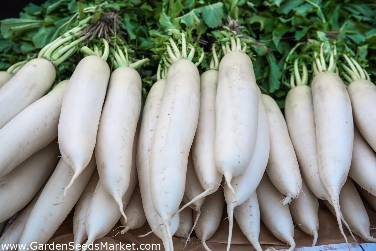 Овощи белого цвета названия и фото Radish "Astor" - white, elongated roots for direct consumption - 425 seeds - Gar
