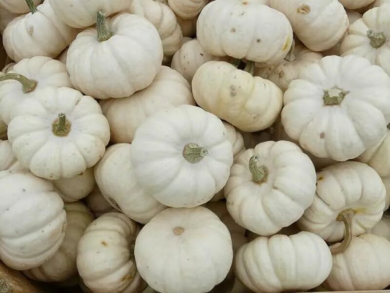 Овощи белого цвета названия и фото Amazon.com: White Pumpkin Seeds