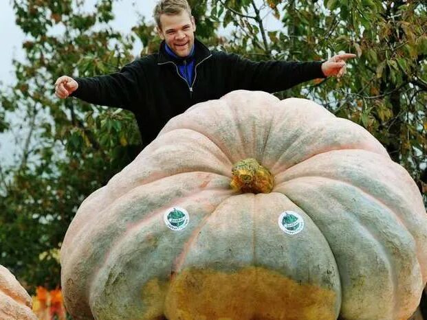 Овощи гиганты фото Най-голямата тиква в Европа Giant vegetable, Pumpkin, Ludwigsburg