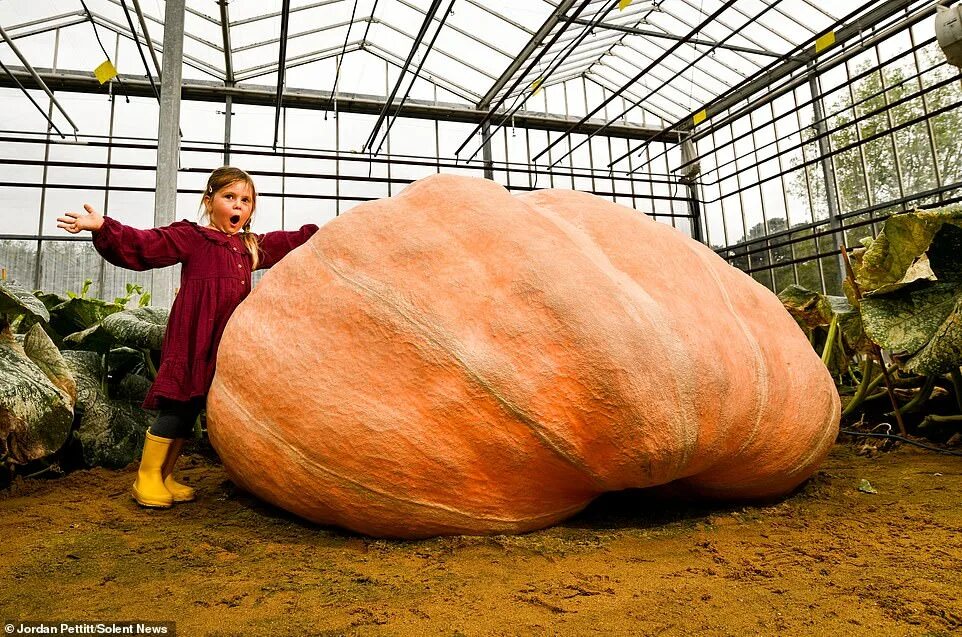 Овощи гиганты фото Britain's biggest pumpkin that weighs 2,656lbs causes traffic chaos after toppli