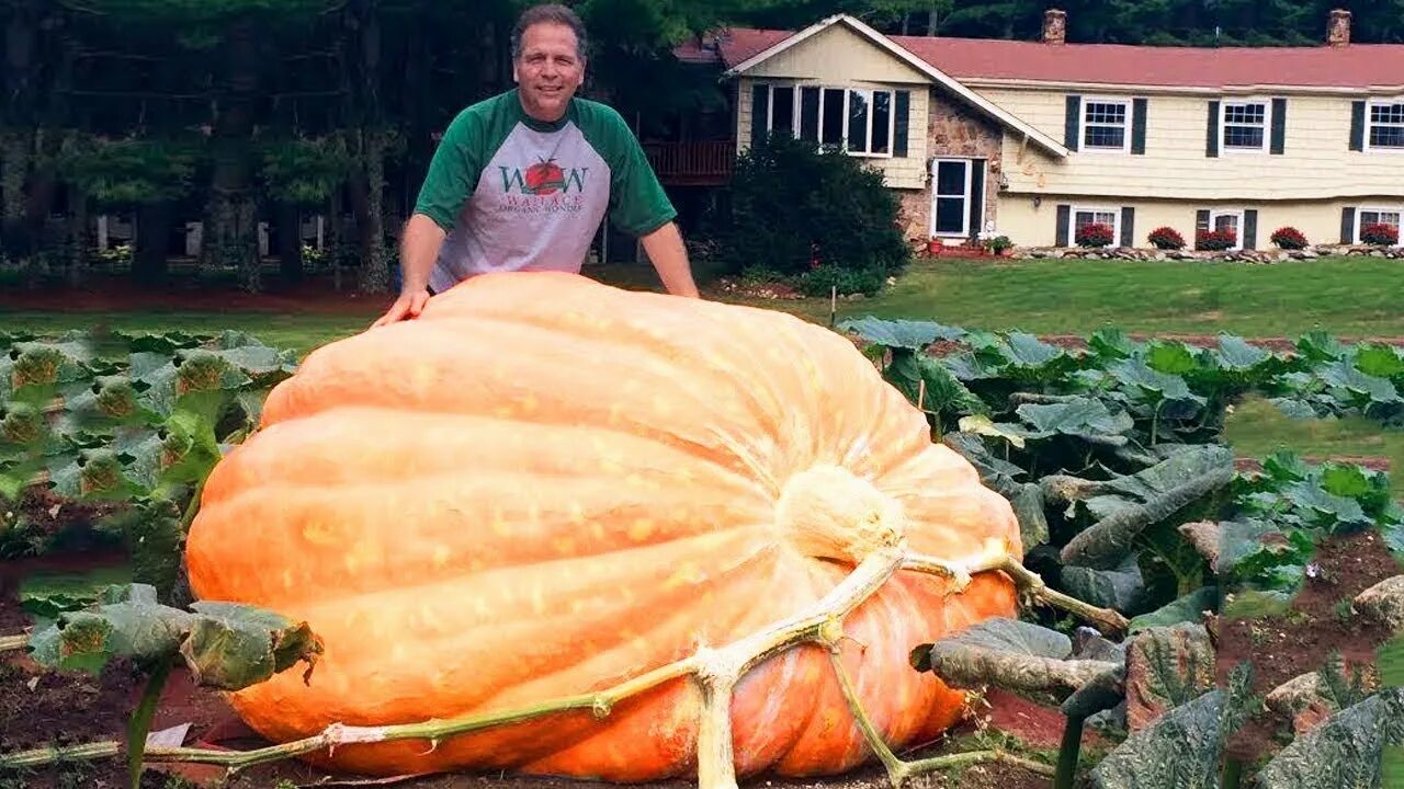 Овощи гиганты фото 15 Biggest Fruits & Vegetables Ever Created - YouTube