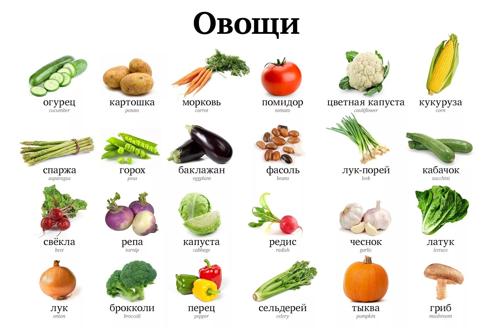 Овощи какие бывают список с фото Овощи список - CoffeePapa.ru