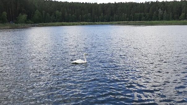 Озеро еткуль фото Сегодня в Еткульском районе на озере Боровушка проходила операция по поимке лебе