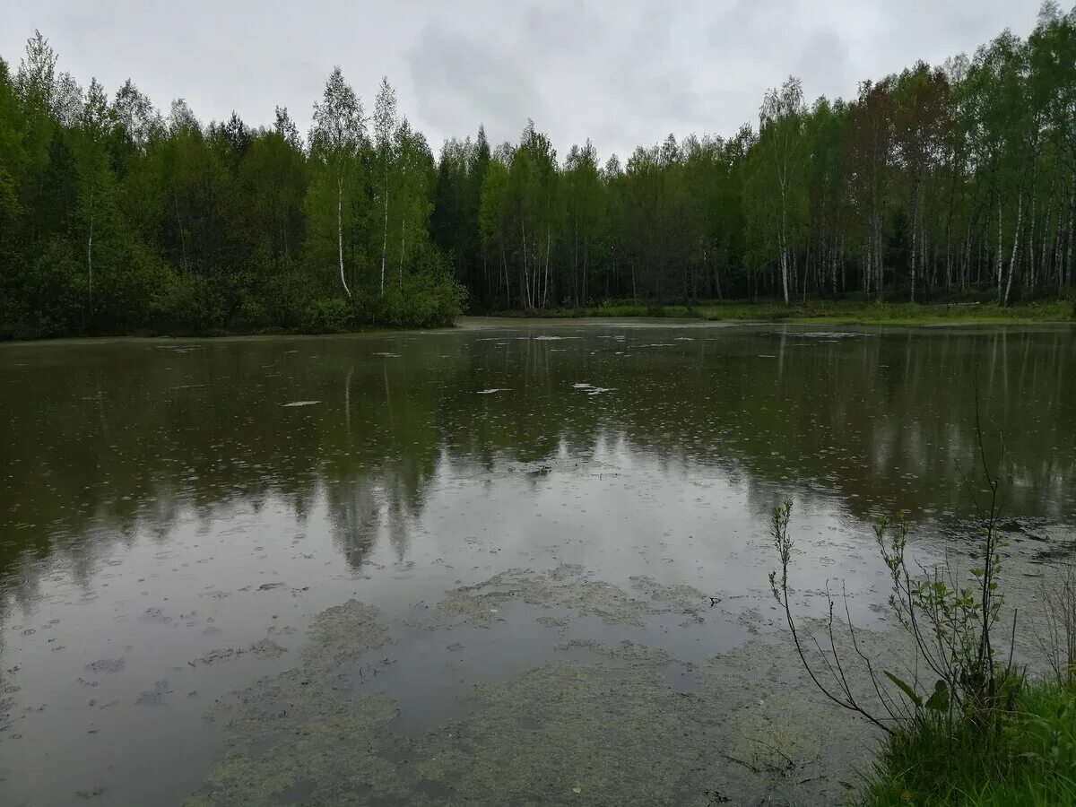 Озеро глухое фото Воскресная прогулка. Природа грибника. Дзен