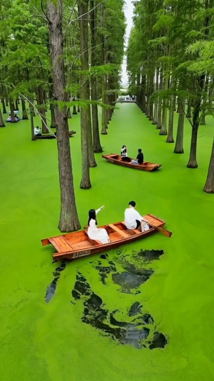 Озеро хаоян в китае фото It's such a dreamy moment, at Haoyang Lake Wetland Park Video Beautiful destinat