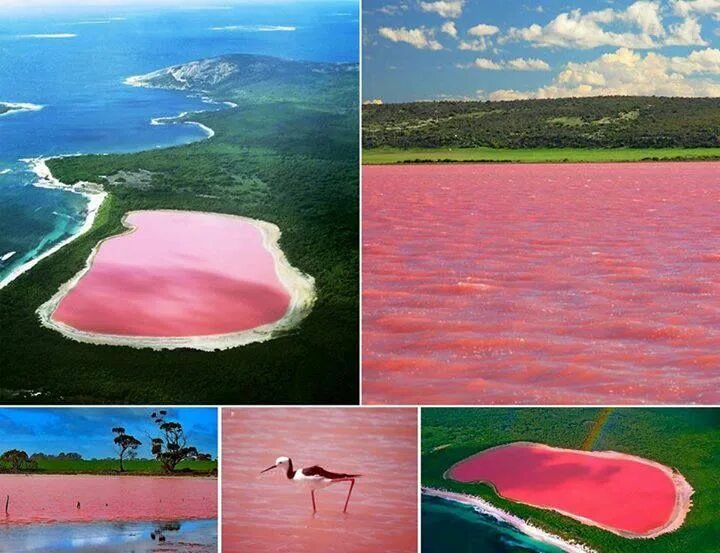 Озеро хиллер австралия фото Lake Hillier on Middle Island, Western Australia: The saltwater lake's color has