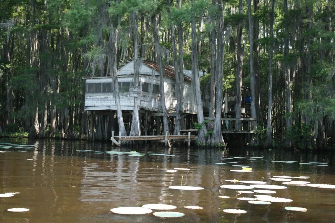 Озеро каддо фото Озеро Каддо (Caddo Lake) - Мастерок.жж.рф - LiveJournal