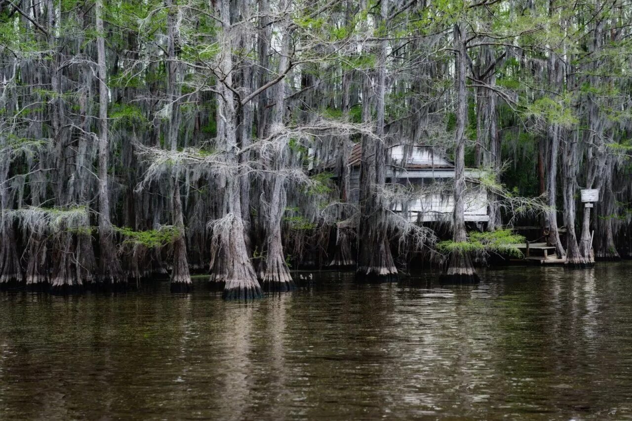 Озеро каддо фото Озеро Каддо (Caddo Lake) - Экономикаvsполитика - LiveJournal
