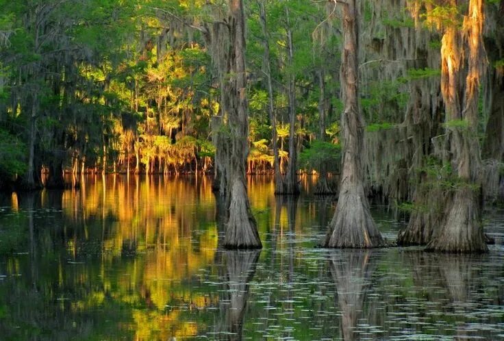 Озеро каддо фото Trees of Caddo Lake Lake, Caddo lake state park, State parks