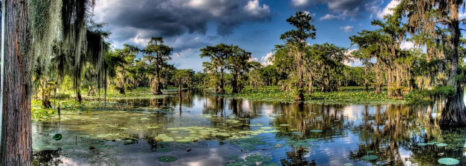 Озеро каддо фото Caddo Lake! on emaze