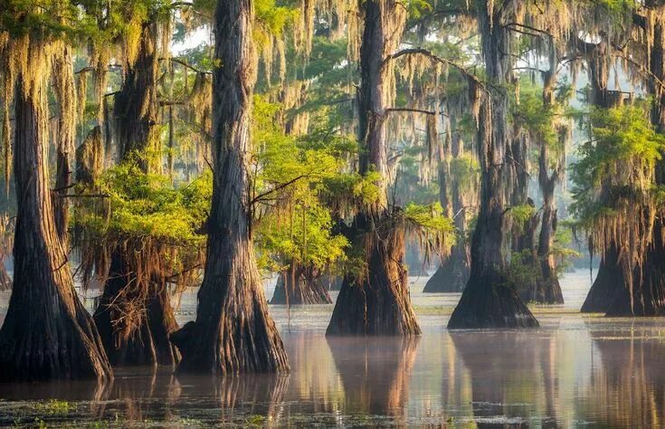 Озеро каддо фото Caddo Lake, Texas/Louisiana - EdwinM/Shutterstock Texas, Behang, Landschappen