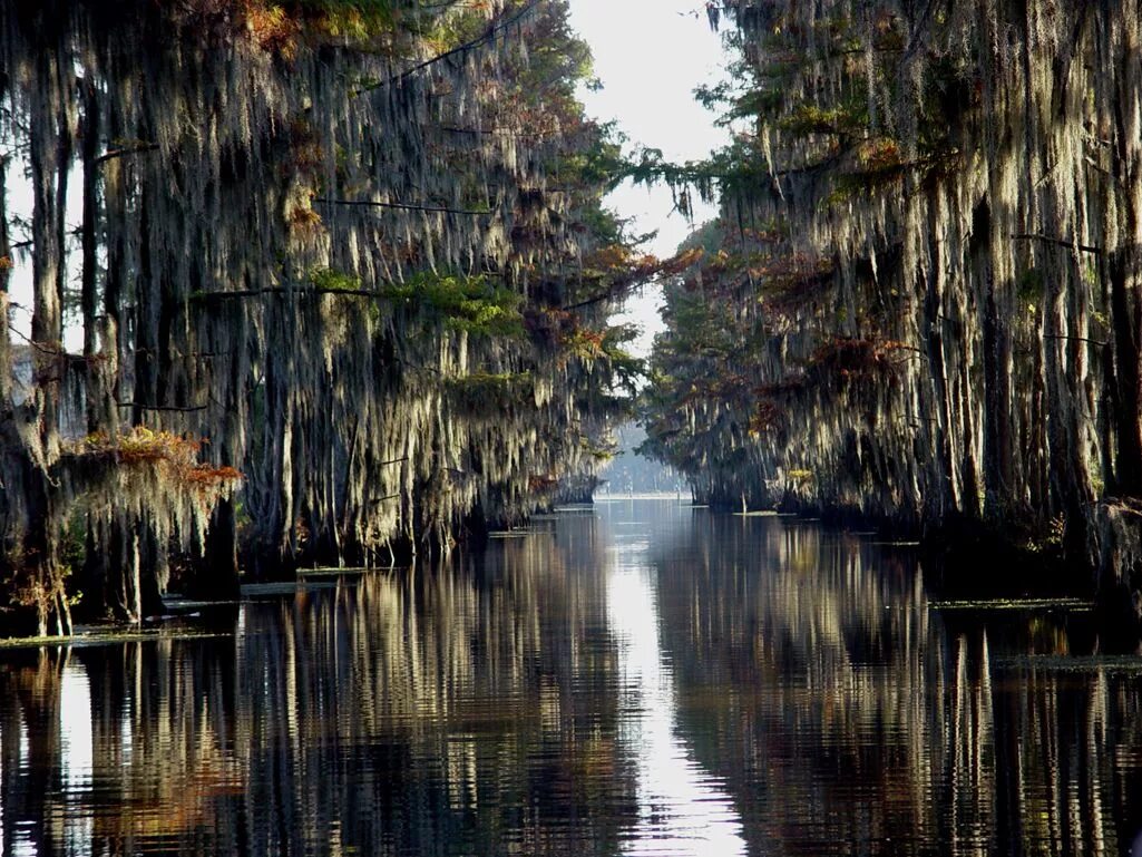 Озеро каддо фото Caddo Lake, Uncertain, Texas. Our favorite weekend retreat. in 2024 Caddo lake s