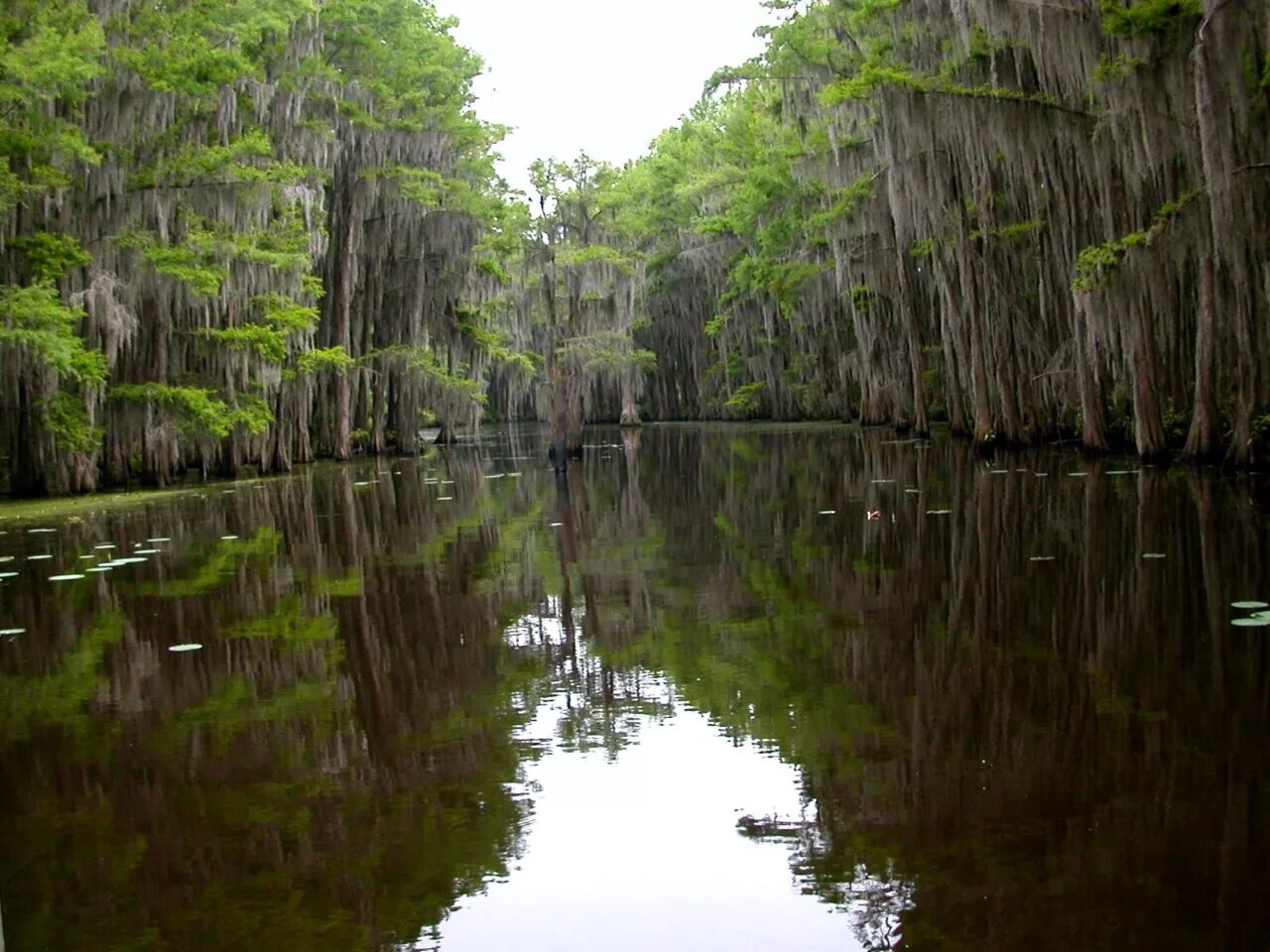 Озеро каддо фото Озеро Каддо (Caddo Lake) - Экономикаvsполитика - LiveJournal