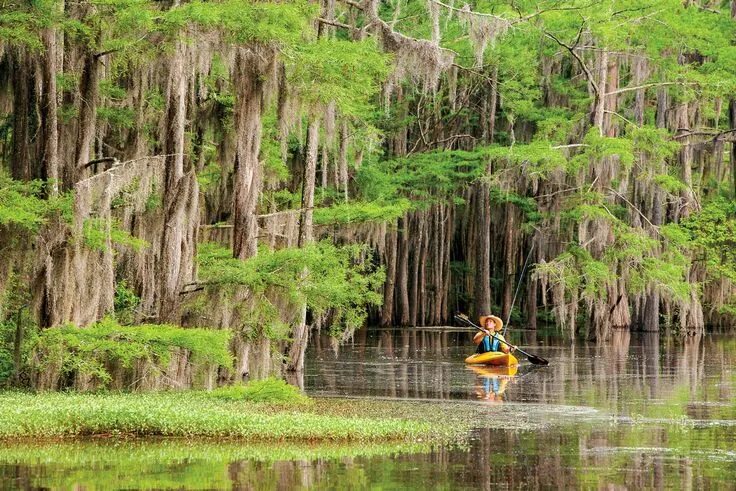 Озеро каддо фото A Canoe Exploration of Caddo Lake’s Creatures and History - Texas Highways State