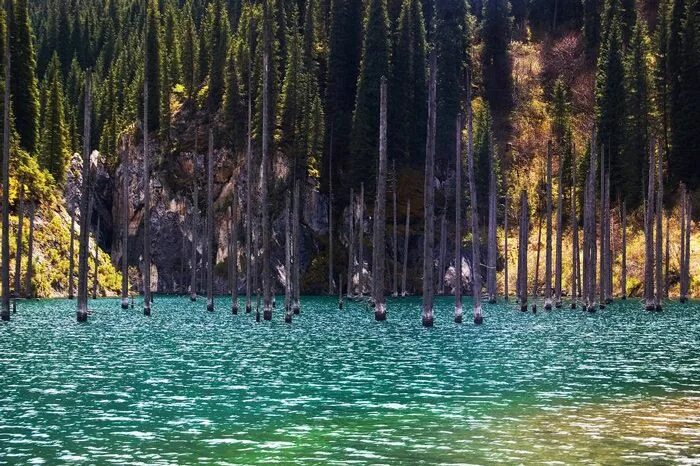 Озеро каинды фото Sunken Forest in Kazakhstan Hides the Puzzling Story Thinking day