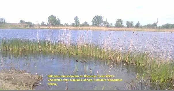 Озеро копытце в усть лабинске фото Усть лабинск озеро копытце