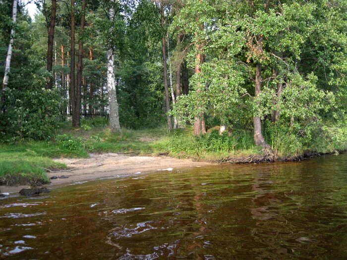 Озеро красавица ленинградская область фото Озеро Большое Симагинское (Красавица) - земельный участок 0,5 га под базу отдыха