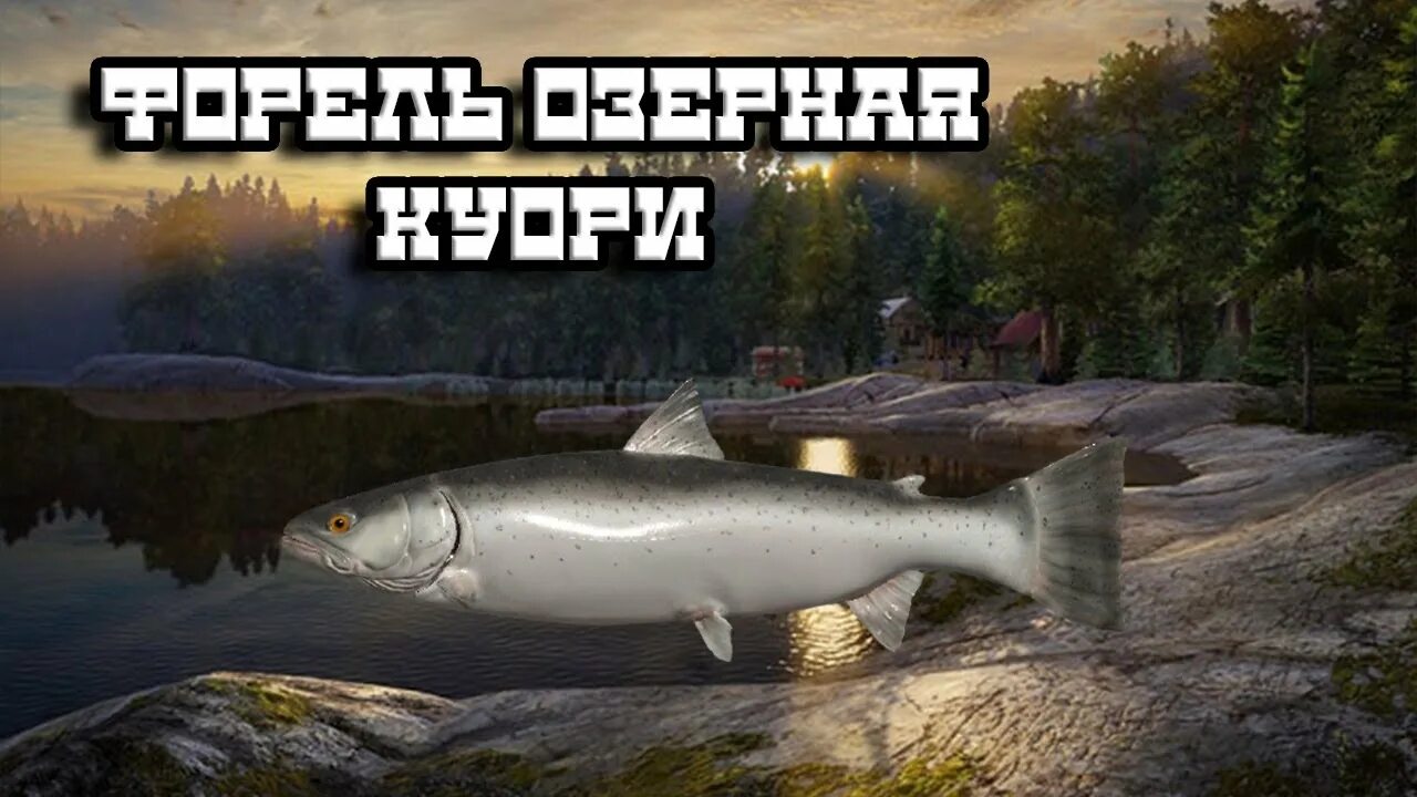 Озеро куори рр4 на что ловить Форель озерная оз. Куори Русская Рыбалка 4 - YouTube