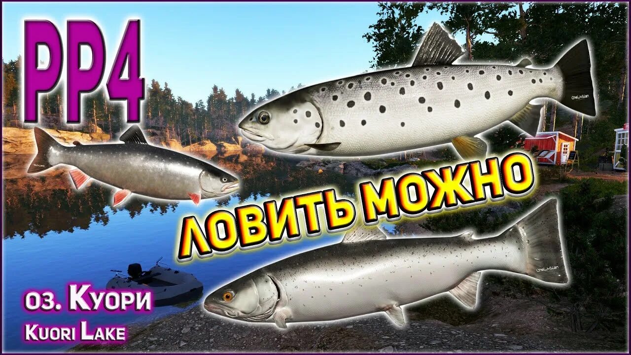 Озеро куори рр4 на что ловить РР4 КУОРИ * ФОРЕЛЬ * ГОЛЕЦ * / РЫБА ЕСТЬ - ЛОВИТЬ МОЖНО - YouTube