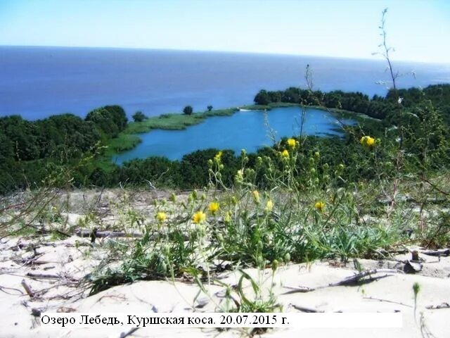 Озеро лебедь калининградская область фото Галерея - Категория: Озёра Куршской косы - Файл: Красота озера Лебедь