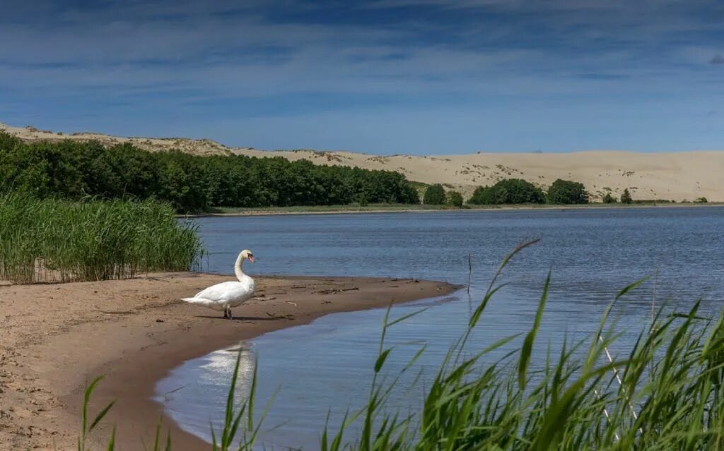 Озеро лебедь калининградская область фото Озеро Лебедь - Европа, Россия, Калининградская область
