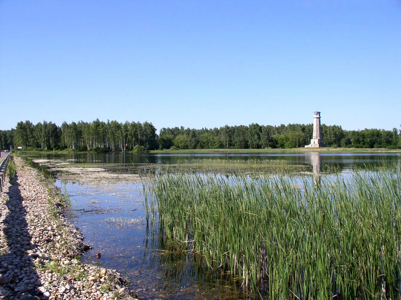 Озеро лебяжье фото На переднем плане рогоз... - Озеро Лебяжье у Дубны - Landscapes and habitats - P