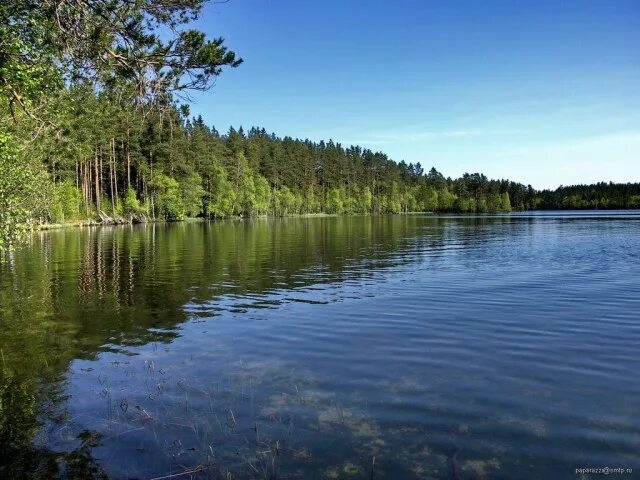Озеро ленинградская область фото Самые страшные озера России - ЯПлакалъ