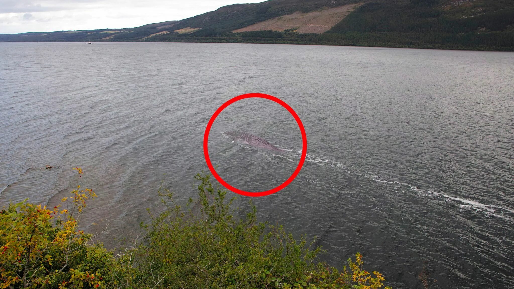 Озеро лохнесс чудовище реальное фото The Loch Ness monster and the story behind the mysterious water beast theories -
