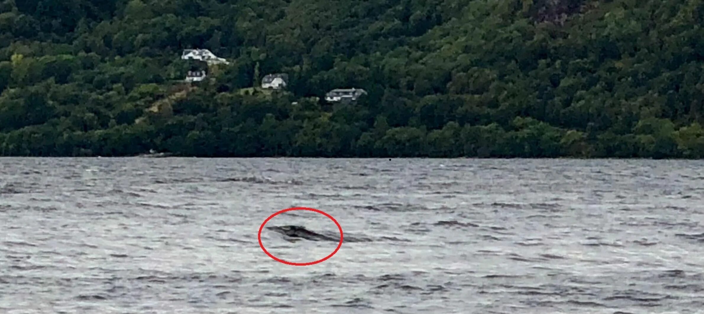 Озеро лохнесс чудовище реальное фото Doctor believes he has snapped a new image of the Loch Ness Monster The Sun