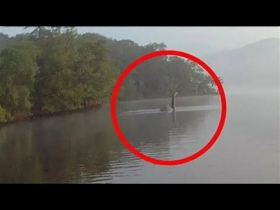 Озеро лохнесс чудовище реальное фото LE MONSTRE DU LOCH NESS (Nessie) VU RÉCEMMENT EN ANGLETERRE DANS LA TAMISE ! NO 