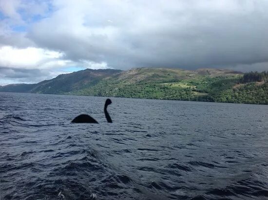 Озеро лохнесское чудовище фото Loch Ness Monster redux? 'Dinosaur-like-creature' reportedly spotted in North Ca