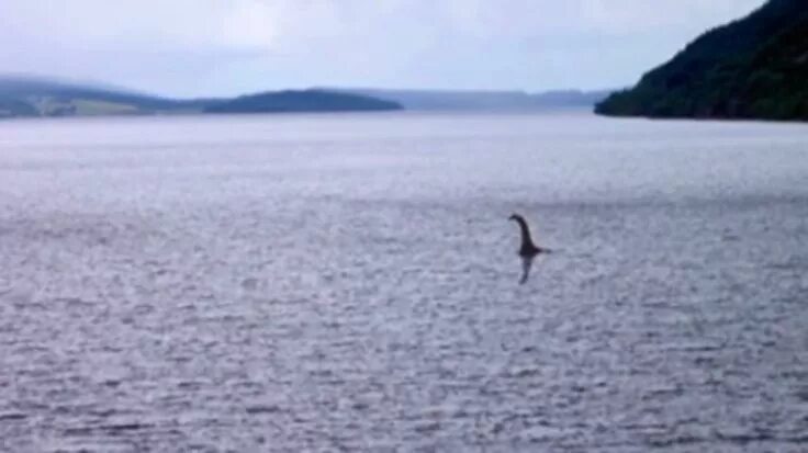 Озеро лохнесское чудовище фото Lockness Bird
