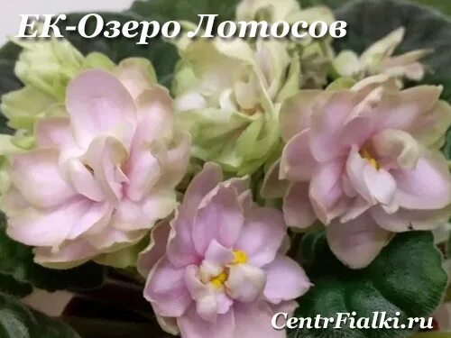Озеро лотосов фиалка фото Фиалка озеро лотосов фото - Arhids.ru