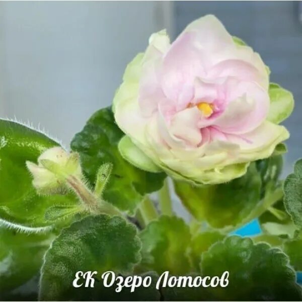 Озеро лотосов фиалка фото ЕК Озеро лотосов