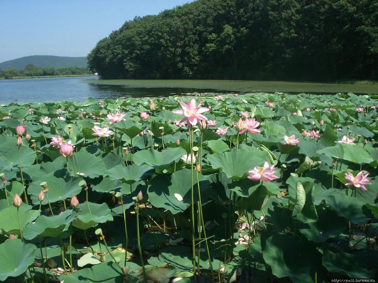 Озеро лотосов в белозерном фото Озеро лотосов. База отдыха Природа (Озеро Лотосов) / Lotus lake