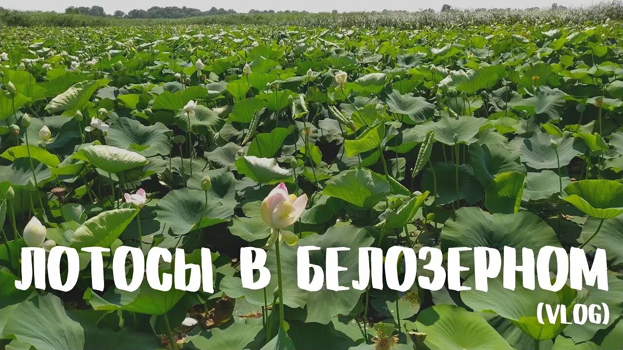 Озеро лотосов в белозерном фото Озеро лотосов в Белозерном.. Красиво и недалеко! - YouTube
