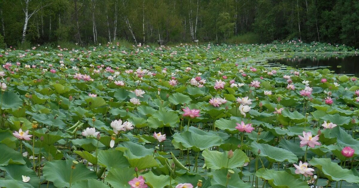 Озеро лотосов в белозерном фото На озере зацвели лотосы Пикабу