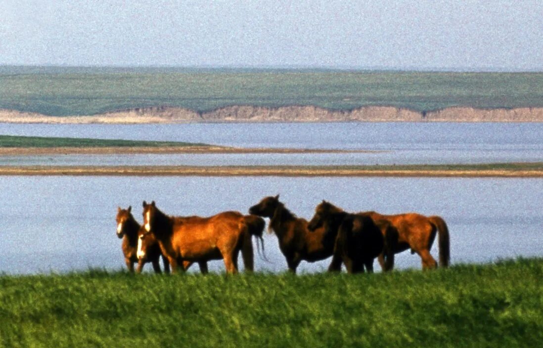 Озеро маныч гудило фото Дикие лошади - это не только мустанги. EquiLife.ru - Первый Конный журнал online