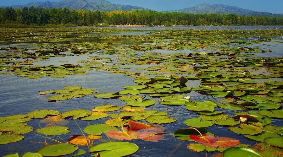 Озеро манжерок фото Манжерокский пляж на сайте Altai Travel Guide Altai Travel Guide