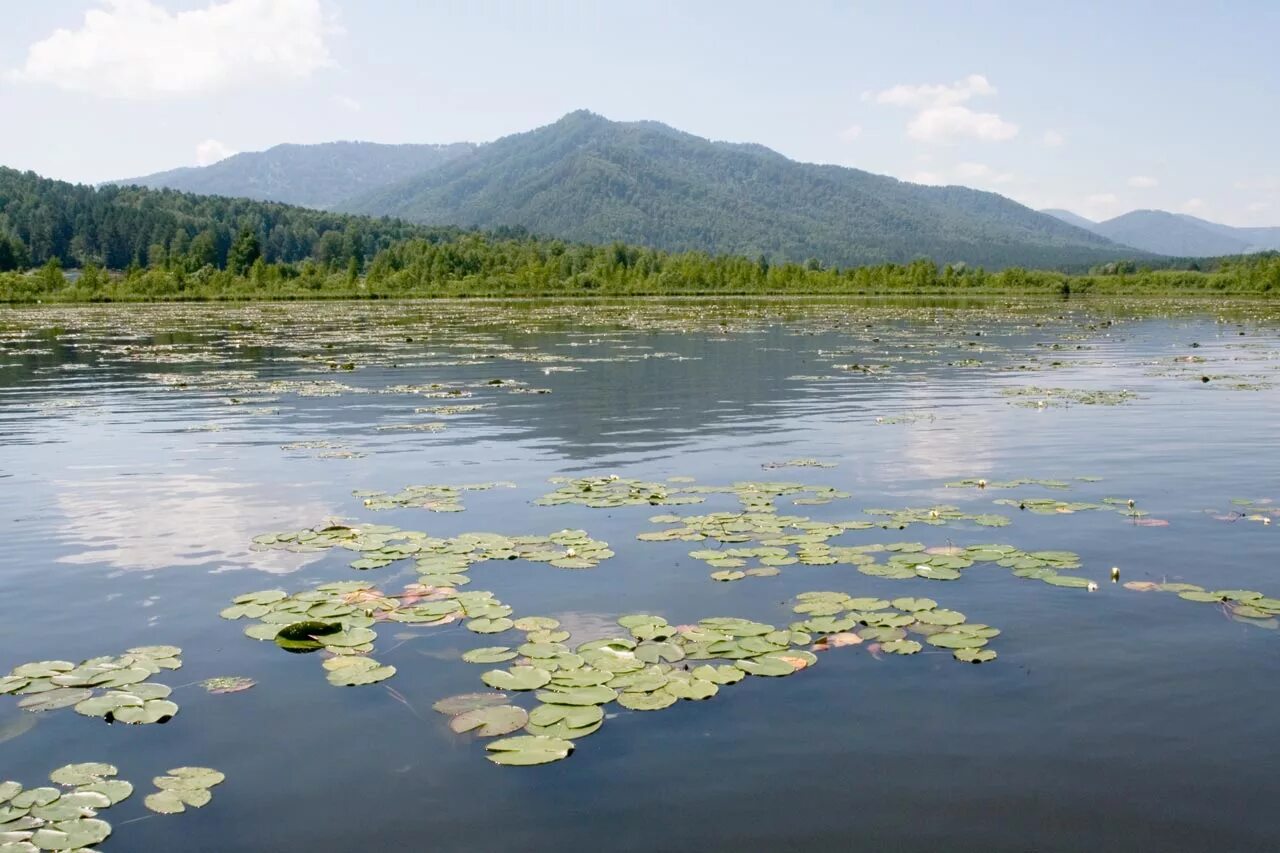 Озеро манжерок горный алтай фото Озеро Манжерок